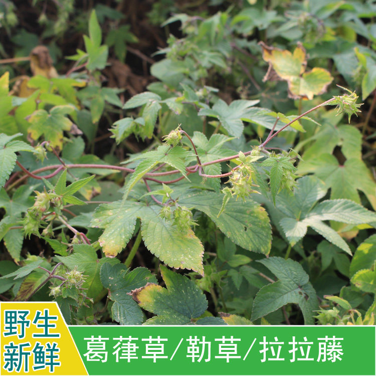 现采新鲜野外中草药材勒草葛葎草蔓锯锯藤拉拉藤五爪龙割人藤500g