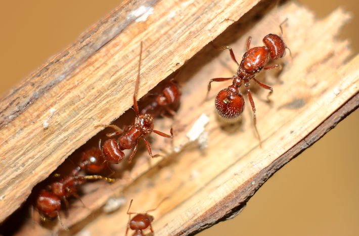 红胸举腹蚁crematogaster sp.