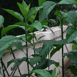 黑面将军专售店