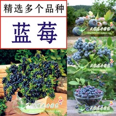 蓝莓苗 南方北方蓝莓树苗 高矮丛兔眼蓝莓果树 5年苗蓝莓果树苗