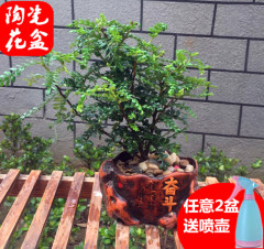 清香木驱虫驱蚊植物 散发香味 办公桌面小盆栽观叶绿色植物 包邮