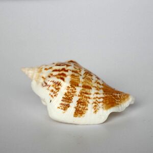 斧头螺海螺贝壳 水族鱼缸造景装饰广告橱窗设计道具61儿童玩具