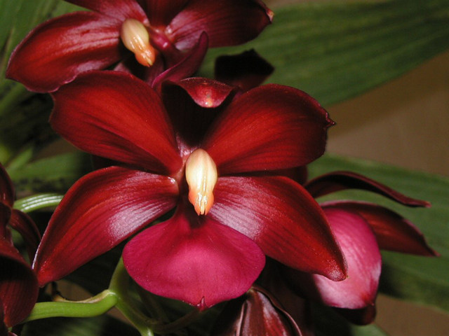 进口兰花 红色天鹅兰/兰花/ 花期长 天鹅兰花 红天鹅 无花 2.8寸