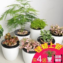 文竹冰水花彩霞金丝雀绿植吸甲醛植物花卉绿植盆栽塑料吸水花盆