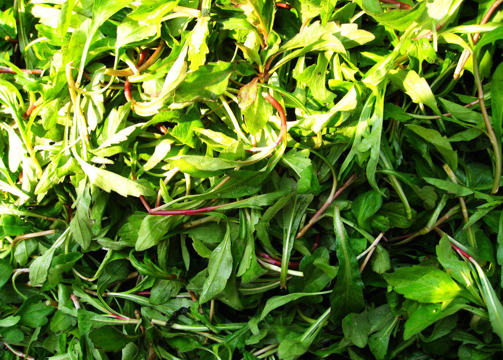 南京马兰野生鸡儿路边新鲜野净蔬菜绿色现摘其它