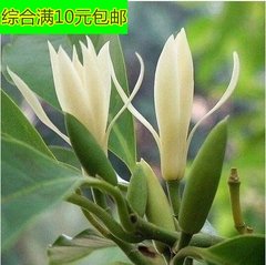 白兰花 浓香花卉 长期开花 盆栽白兰花大苗 带花苞发货 假一赔十