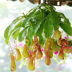 猪笼草盆栽包邮/捕蝇食虫草 室内桌面花卉绿植/吃蚊子 奇趣植物