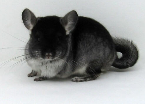 【嫃嫃家】 自家繁殖活体龙猫宠物宝宝妹妹丝绒黑龙猫 mm