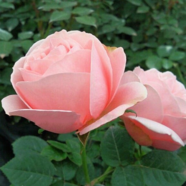 豁新旗舰店的优惠券大全—【豁新】新品 灌木月季 维纳斯女神阿芙罗荻