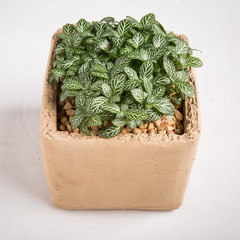 乌鲁木齐网纹草盆栽办公室内桌面创意小盆景绿植物陶瓷带盆栽