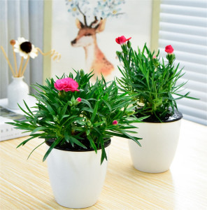 母亲节礼物康乃馨花苗盆栽带花发货四季开花室内阳台趣味小盆栽