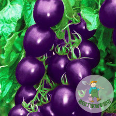 彩包进口蔬菜  水果 紫圣果番茄 家庭实用装 约20粒