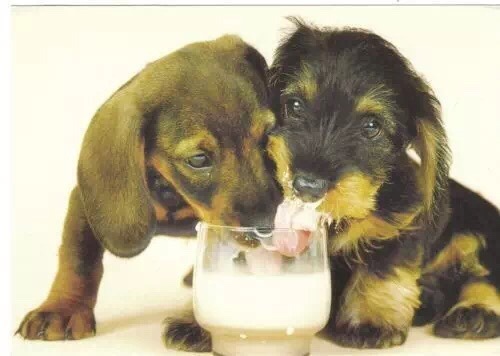 #宠物狗联盟#狗狗喝牛奶可以补钙？铲屎官不要被骗了！柯基