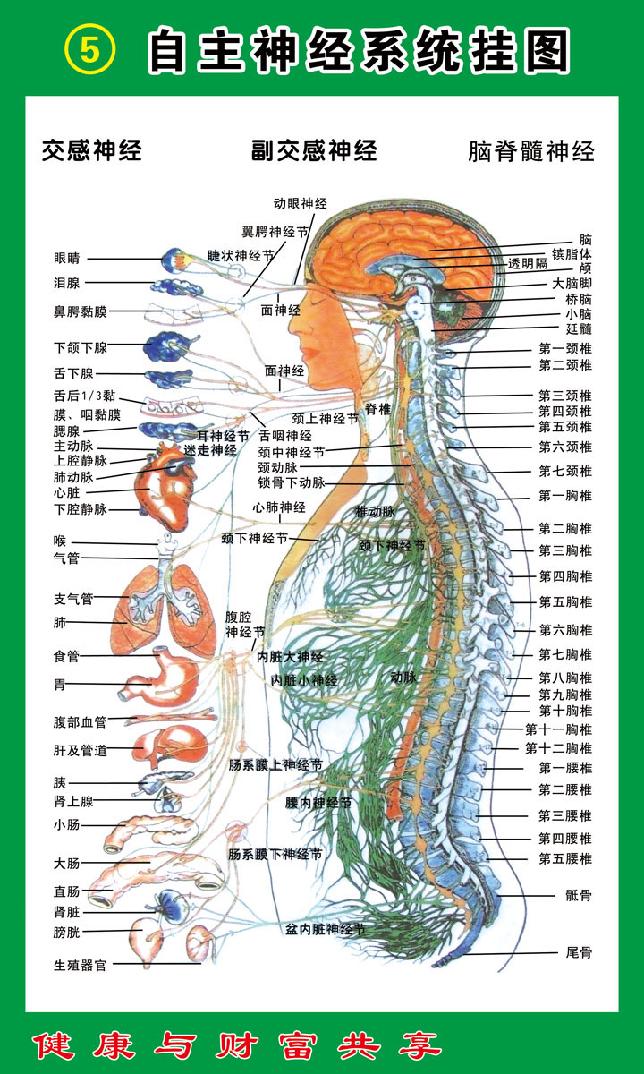 海报印制写真展板素材自主神经系统挂图写真