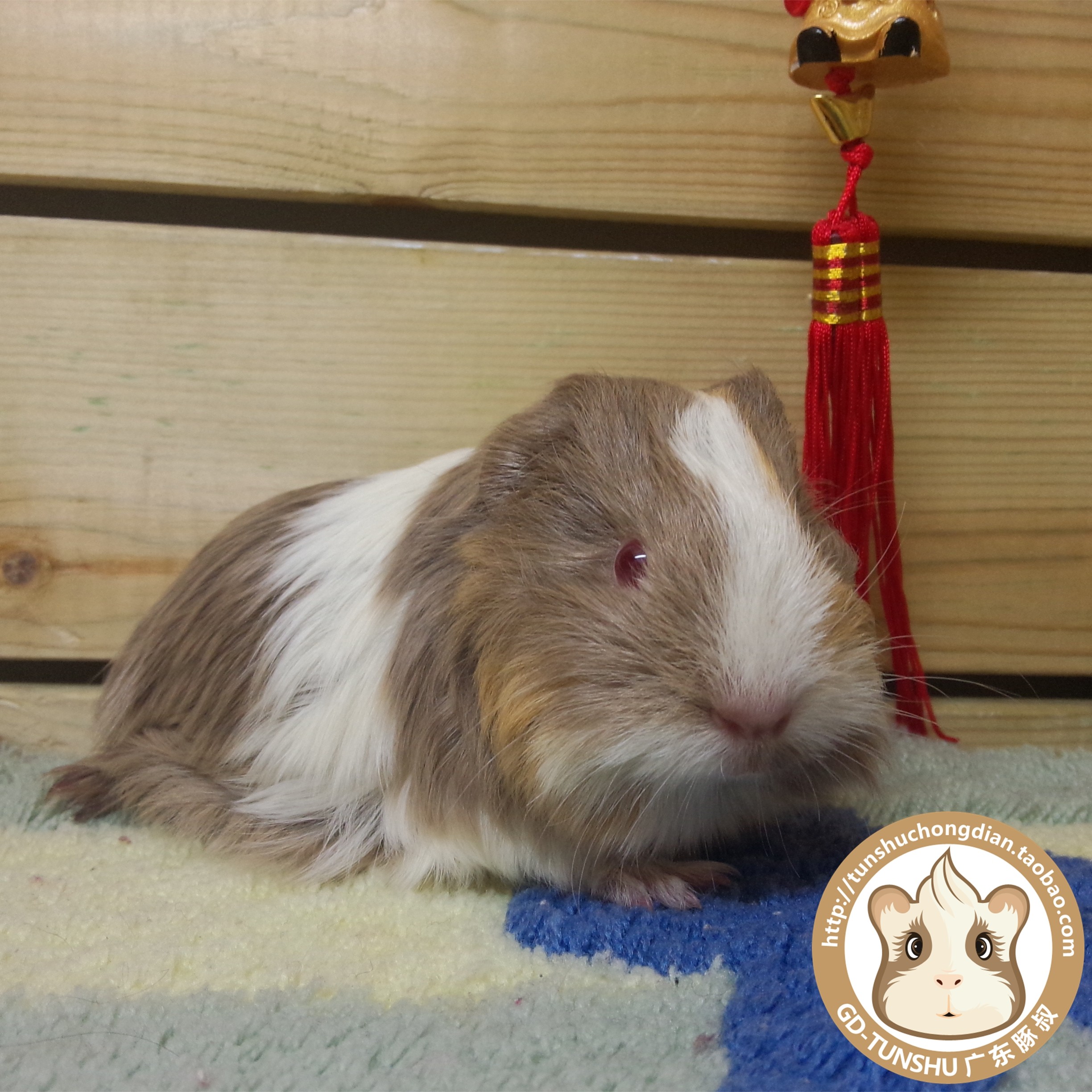 包邮进口荷兰猪豚鼠活体宝宝毛超细超软纯家养奶茶奶油长顺弟弟