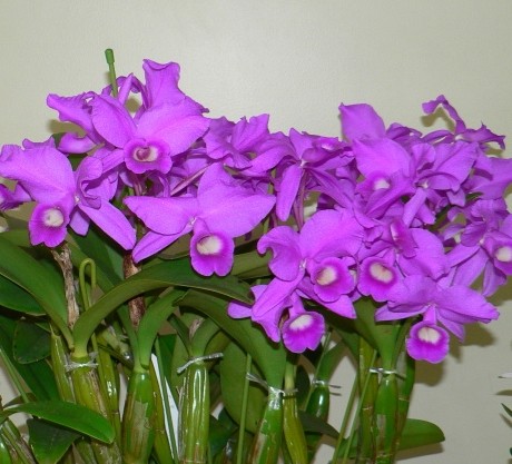 洋兰卡特兰原种cskinneri斯金纳芳香一梗多花色泽艳丽时令草本花卉