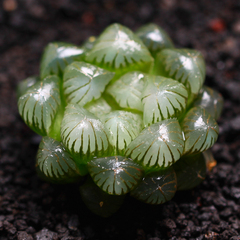 玉露 多肉植物盆栽楼兰 草玉露 姬玉露冰灯玉露黑姬玉露肉肉植物