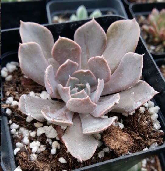 天鹅湖老桩多肉植物绿植创意盆栽花卉办公室内防辐射满包邮状态佳