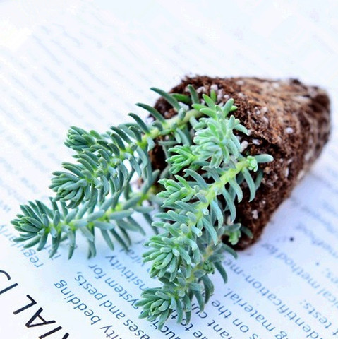 多肉植物|塔松|单颗|高4cm|景天护盆系列|拼盆搭配|迷你小盆栽