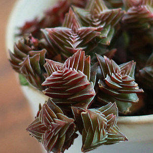 茜之塔多肉(茜之塔多肉怎么扦插)