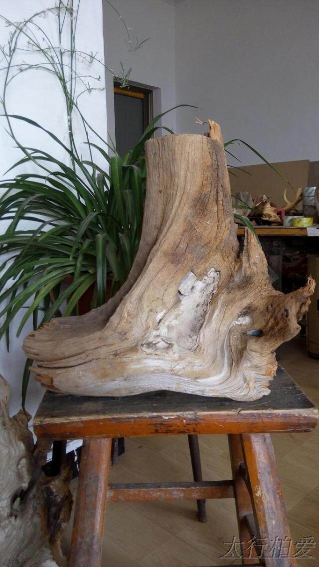 太行崖柏陈化白粉毛料瘤料根雕红油沉水造型纹理中空抱石根部摆件