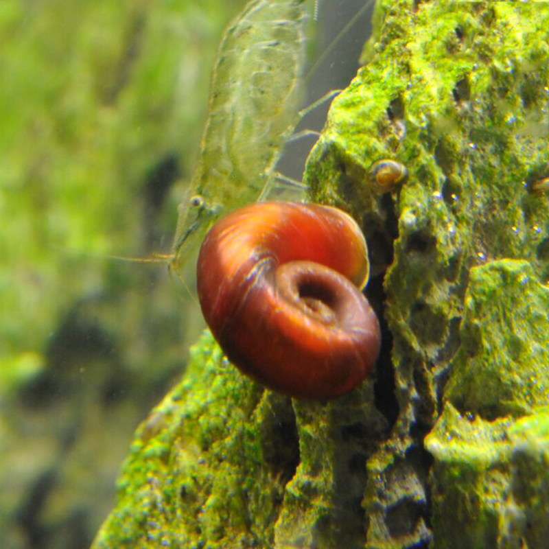 月光螺品牌排名前10位