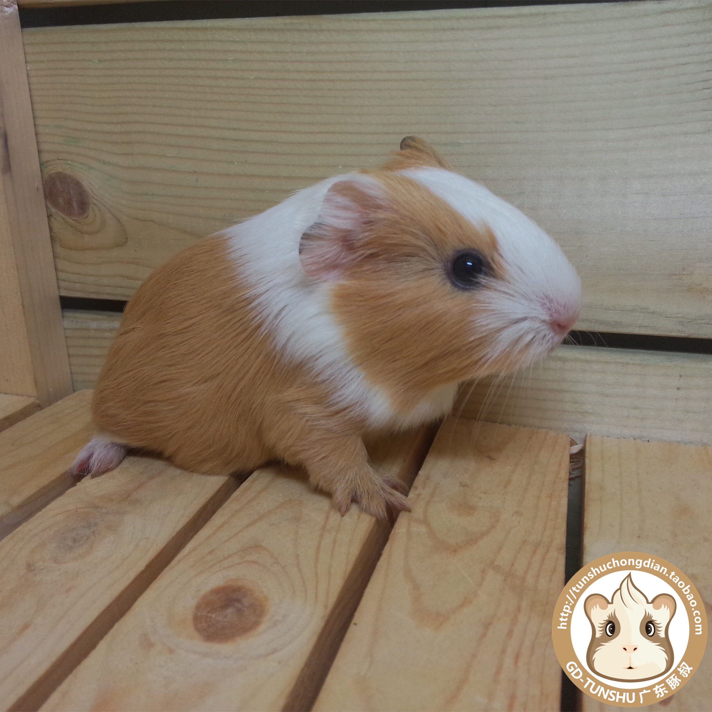 包邮长顺油黑奶油家养纯家超软超细进口毛超细豚鼠