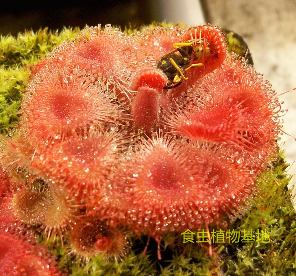 食虫植物红色锦地罗茅膏菜种种子绿植