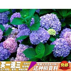 【带芽大百合】香水百合花苗郁金香绿植盆栽花卉植物玫瑰蔷薇牡丹