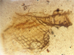 丁丁家精品虫珀87 天然缅甸琥珀虫珀 稀有的蜥蜴皮肤