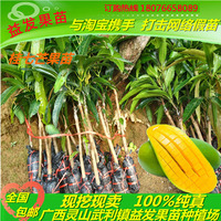 苗 早熟三月李 大蜜迟熟李子果树苗 嫁接矮化 红