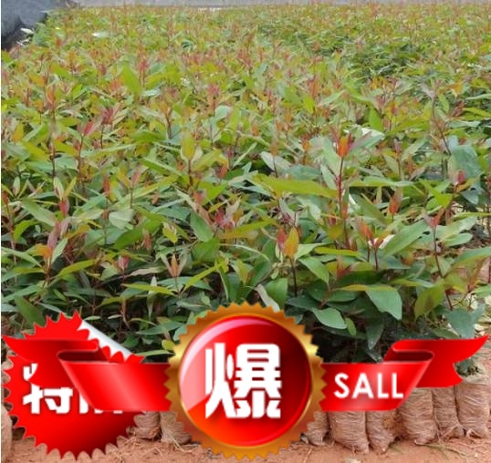 公园行道树绿化苗木0625广西速生桉树苗h3229 262728 k1 k3号轻基质