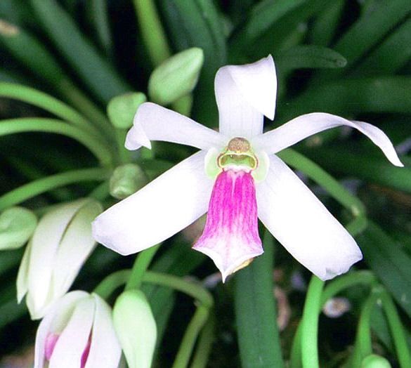 兰花-洋兰-原生种--lpts.bicolor  芳香 二色筒叶兰  迷你型品种