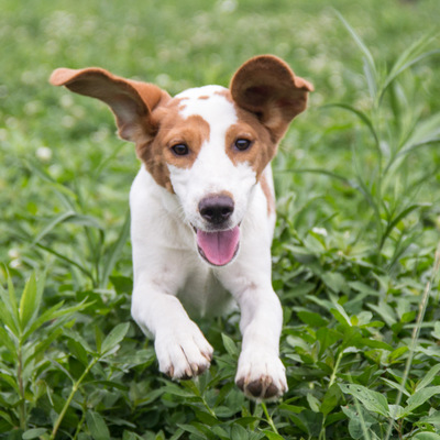 比格 纯种 可爱乖巧 聪明伶俐 黄白色 中型 公dd 10099300