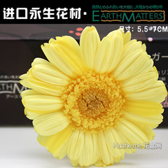 日本大地农园永生非洲菊5.5-7cm9朵 /一盒原装进口非洲菊花材批发