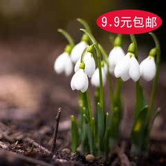 花卉室内庭院香型铃兰花盆栽苗根 球根 防辐射 绿植植物根须