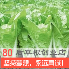 【北京超级新三号】农业保护品牌大白菜种子 水果白菜 秋冬种菜