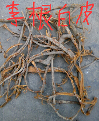 李根白皮 甘李根白皮 500克 免邮