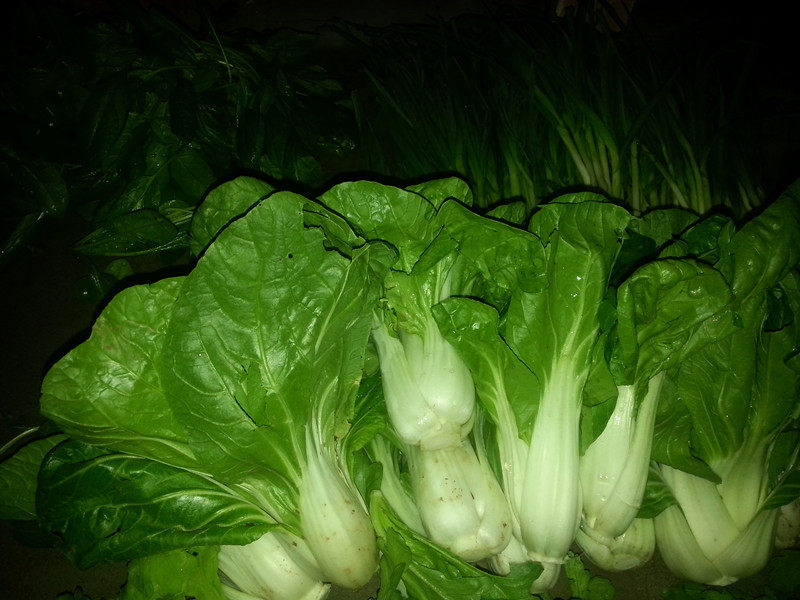 南京农家自种矮脚黄青菜新鲜青菜实物拍绿色蔬菜小青菜白菜