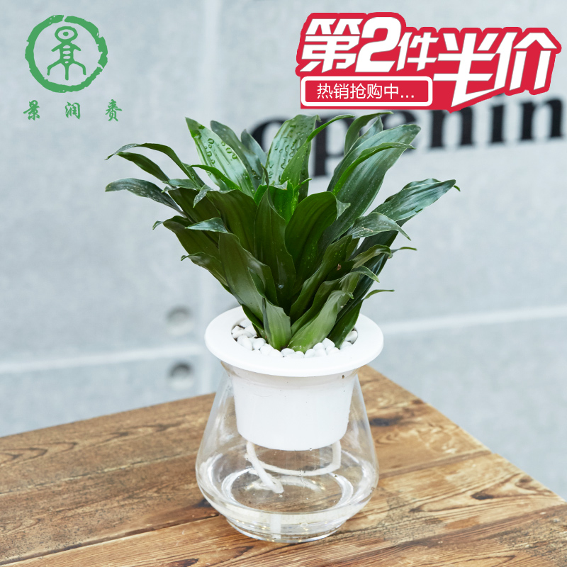 水养植物 太阳神真花盆栽花卉水培植物室内防辐射驱蚊草 观叶植物产品展示图4