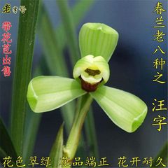 春兰老八种 汪字 水仙瓣 春带花苞出售 正品兰花苗 好养易活 盆栽