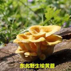 东北野生榆黄蘑金顶蘑特级干货玉黄蘑黄金菇干蘑菇野生菌山货250g