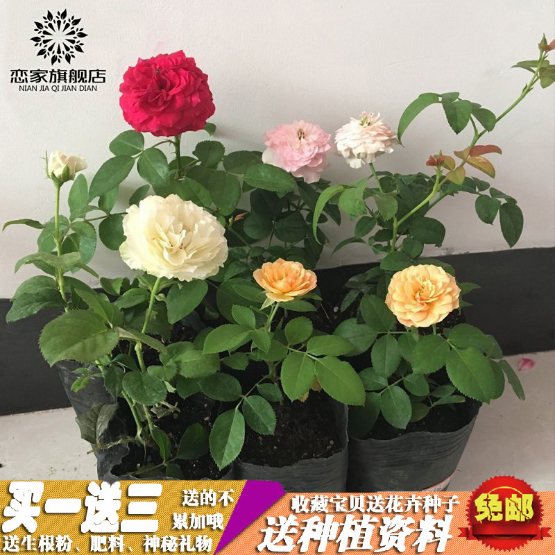 欧月阳台庭院盆栽植物蔷薇花苗藤本月季花苗爬藤月季四季开花玫瑰产品展示图5