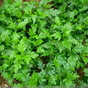 菊花脑种子 南京菊叶菜野菜蔬菜四季阳台菜园种菜盆栽植物种苗