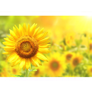 向阳花装饰画价格