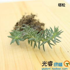 多肉植物塔松  多肉盆栽创意迷你绿植盆景