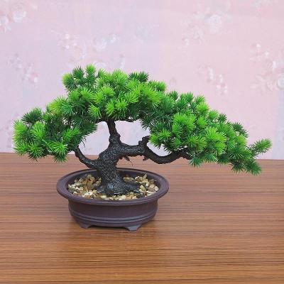 客厅迎客松树盆景图片