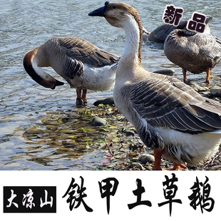 大凉山 span class=h>特产 /span>铁甲鹅钢鹅 span class=h>土 /span>