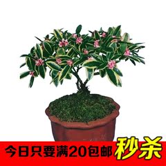 特价室内盆栽 绿植花卉 金边瑞香花 浓香植物室内绿植盆栽花卉