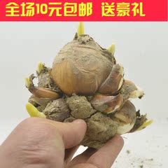 金盏玉台重花瓣水仙花球玉玲珑水仙周径20-21cm多花盆栽花卉绿植